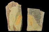 Protolenus Trilobite Molt With Pos/Neg - Tinjdad, Morocco #141874-1